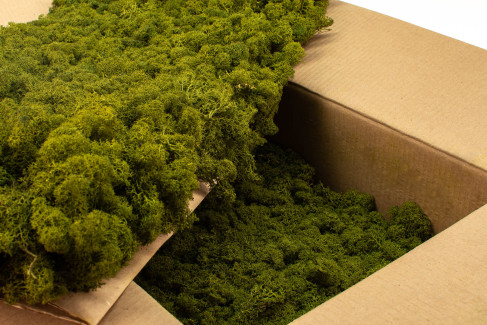 Lichen Stabilis&eacute; - Carton vrac - Medium Green