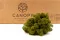 Liquen preservado Medium Green (Cart&oacute;n a granel) 6