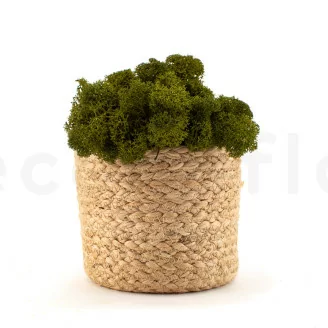Preserved Reindeer Moss Medium Green (Bulk Box)