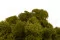 Liquen preservado Medium Green (Cart&oacute;n a granel) 7