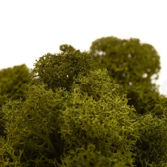Lichen stabilis&eacute; Medium Green (Carton)