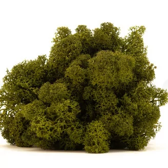 Lichen stabilis&eacute; Medium Green (Carton)
