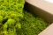 Lichen stabilis&eacute; Lime Green (Carton) 1
