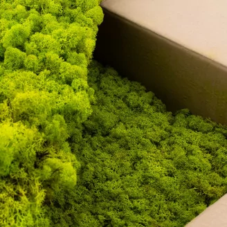 Lichene stabilizzato Lime Green (Cartone Sfuso)