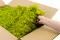 Preserved Reindeer Moss Lime Green (Bulk Box) 4