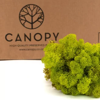 Preserved Reindeer Moss Lime Green (Bulk Box)