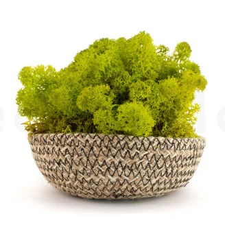 Preserved Reindeer Moss Lime Green (Bulk Box)