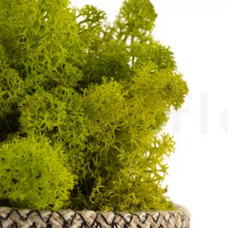 Lichen stabilis&eacute; Lime Green (Carton)