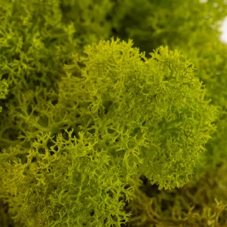 Lichen stabilis&eacute; Lime Green (Carton)