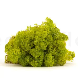 Preserved Reindeer Moss Lime Green (Bulk Box)