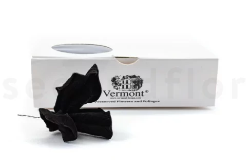 Posy Hojas de Tipuchina preservadas Negro (x10)