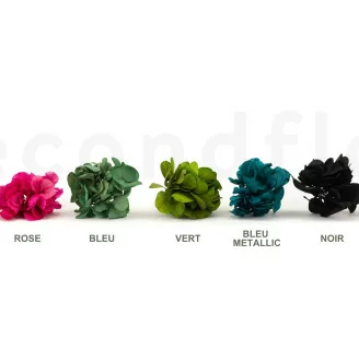 Posy Hortensia stabilis&eacute; Noir (x20)