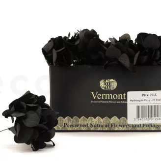 Posy Hortensia stabilis&eacute; Noir (x20)