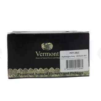 Posy Hortensia Preservado Negro (x20)