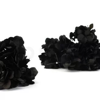 Posy Hortensia stabilis&eacute; Noir (x20)
