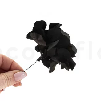 Posy Hortensia stabilis&eacute; Noir (x20)