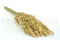 Pampa Grass Preservada - Marfil - Lote de 20 000 tallos 6