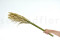 Pampa Grass stabilizzata - Avorio - Lotto di 20 000 steli 7