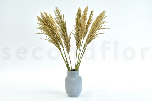 Pampa Grass stabilizzata - Avorio - Lotto di 20 000 steli