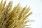 Pampa Grass stabilizzata - Avorio - Lotto di 20 000 steli 8