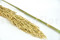 Pampa Grass stabilizzata - Avorio - Lotto di 20 000 steli 10