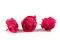 Konservierte Pfingstrose Fuchsia (x3) 5