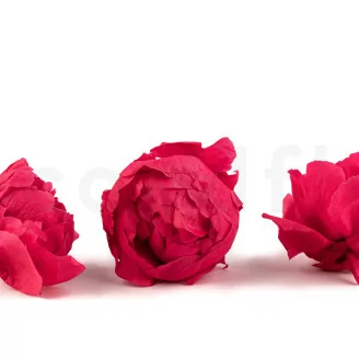 Pivoine stabilis&eacute;e Fuchsia (x3)