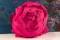 Peonia stabilizzata Fucsia (x3) 3