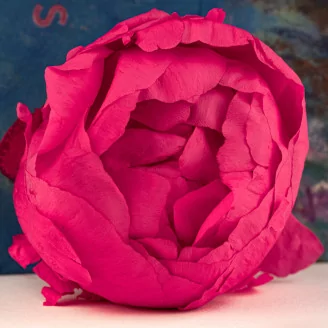 Pivoine stabilis&eacute;e Fuchsia (x3)