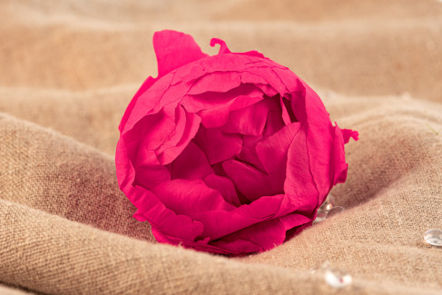 Peonia preservata - Scatola da 3 - Fucsia