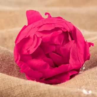 Peon&iacute;a preservada Fucsia (x3)