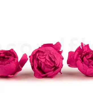 Preserved Peony Fuchsia (x3)