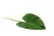 Hoja de Alocasia artificial 4