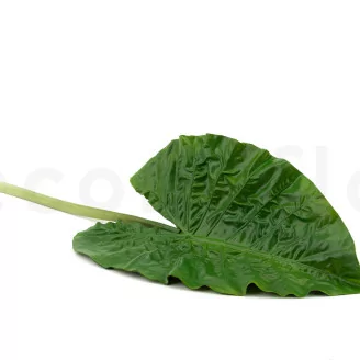 K&uuml;nstliches Alocasia-Blatt