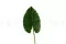 Artificial Alocasia Leaf 6