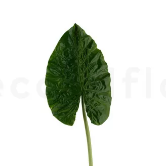Artificial Alocasia Leaf