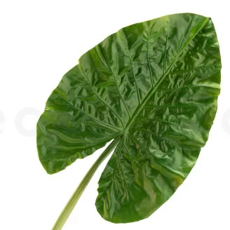 Artificial Alocasia Leaf