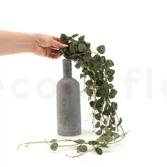 Chute de Ceropegia artificielle