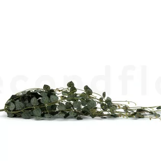 Artificial Hanging Ceropegia
