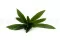 Asplenium artificial 3