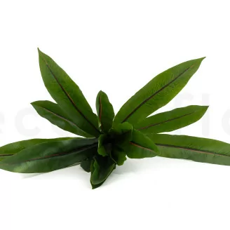 K&uuml;nstliches Asplenium