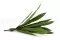 Artificial Asplenium 4