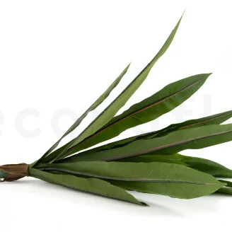Asplenium artificiale