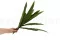 Asplenium artificial 5