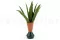 Asplenium artificiale 2