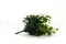 Artificial Dichondra 3