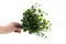 Dichondra artificiale 4