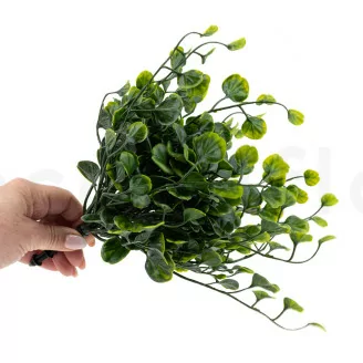 Dichondra artificiale