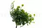 Artificial Dichondra 6