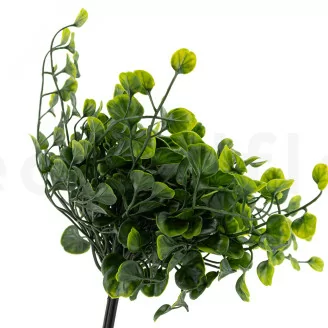 Dichondra artificiale
